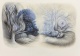 Caroline Pages - Paysage carnivore II, 2013