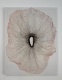 Caroline Pages - Desenhos T�cteis #2, 2012
