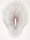 Caroline Pages - Desenhos T�cteis #1, 2012